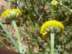 Oncosiphon grandiflorus