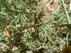 Oncosiphon grandiflorus