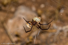 Latrodectus pallidus
