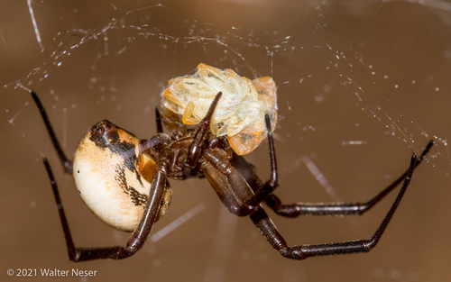White Widow Spider