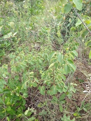 Maprounea