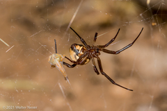 Latrodectus pallidus