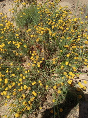 Oncosiphon grandiflorus