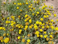 Oncosiphon grandiflorus