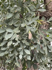 Cussonia paniculata