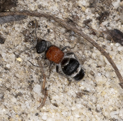 Eurymutilla strigosa