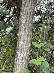 Cussonia paniculata