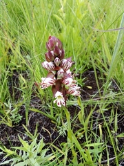 Satyrium sphaerocarpum