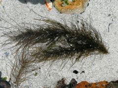 Chordariopsis capensis