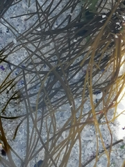 Chordariopsis capensis