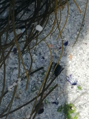 Chordariopsis capensis