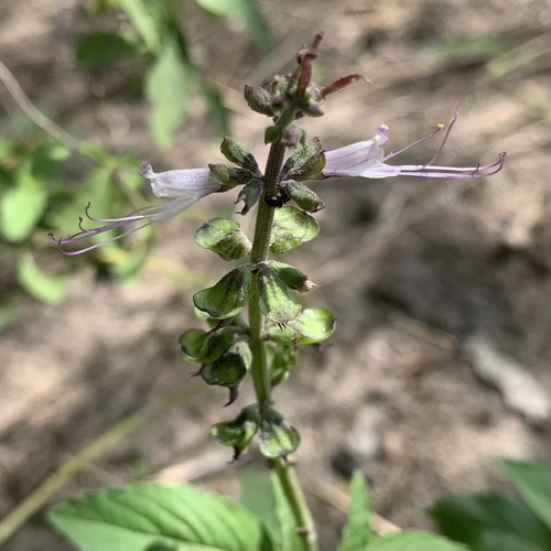 Ocimum filamentosum image