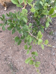 Rhoicissus tridentata