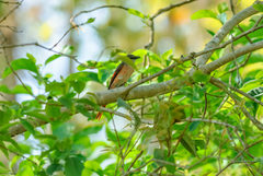 Pericrocotus roseus roseus