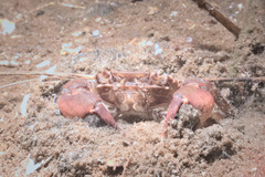 Hemigrapsus takanoi