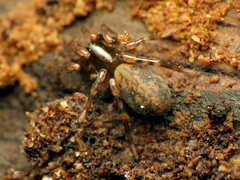 Allocosa