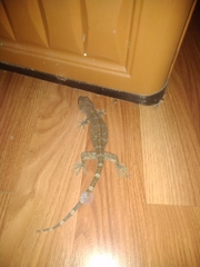 Gekko gecko