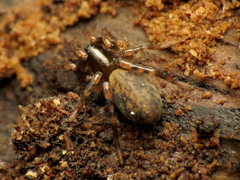 Allocosa