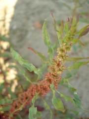 Rumex ucranicus