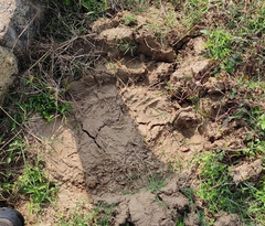 Elephas maximus indicus