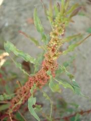 Rumex ucranicus