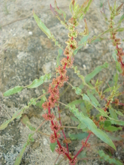 Rumex ucranicus