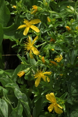 Hypericum orientale