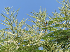 Senegalia polyacantha