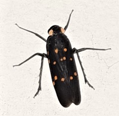 Desudaba maculata