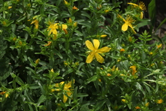 Hypericum orientale