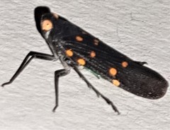 Desudaba maculata