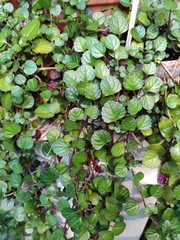 Plectranthus oertendahlii