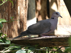 Streptopelia semitorquata