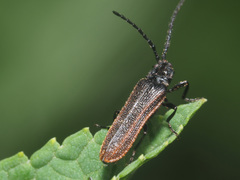 Omalisus fontisbellaquei