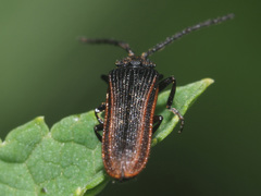 Omalisus fontisbellaquei