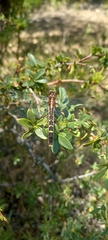 Neogomphus edenticulatus