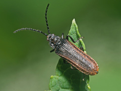 Omalisus fontisbellaquei
