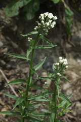Achillea biserrata