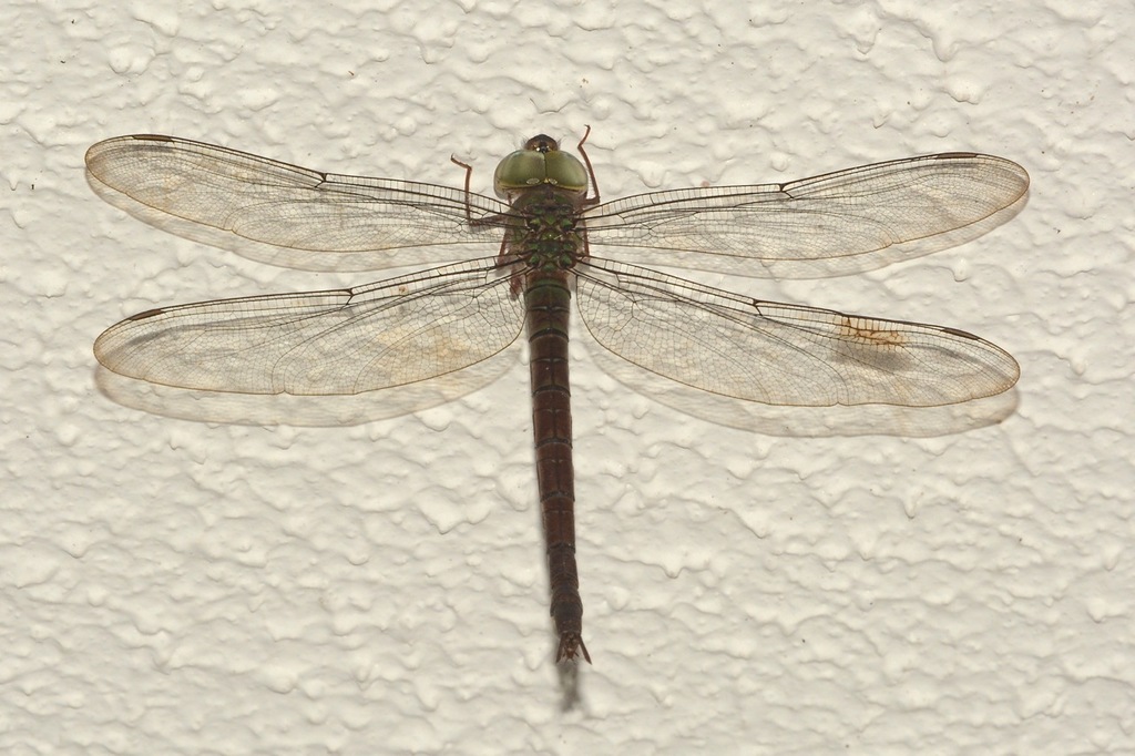 Lesser Girdled Duskhawker