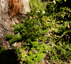 Gaultheria tenuifolia