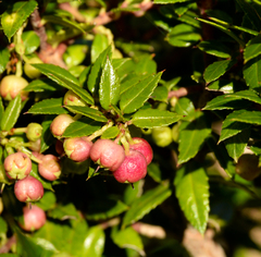 Gaultheria tenuifolia