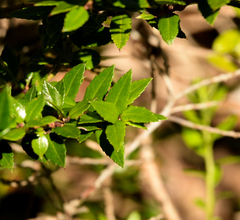 Gaultheria tenuifolia