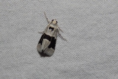 Stemmatophora chloralis