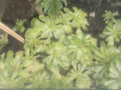 Pinguicula cyclosecta