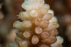 Zanclea