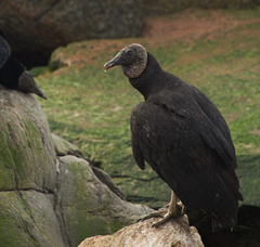 Coragyps atratus foetens