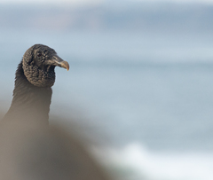 Coragyps atratus foetens