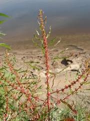 Rumex ucranicus