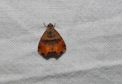 Ozarba megaplaga
