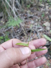 Panicum pygmaeum